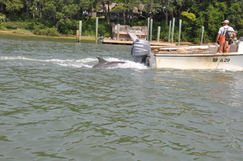 15 Dolphin Chasing Fisherman.JPG